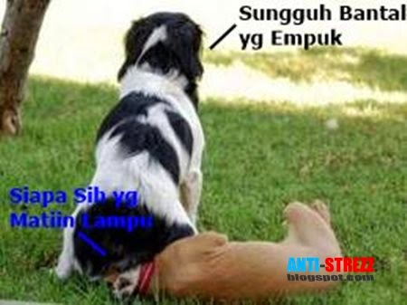 28 Meme hewan ngomong © 2016 brilio.net