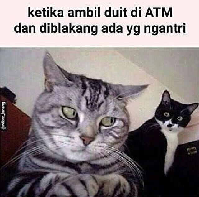 28 Meme hewan ngomong © 2016 brilio.net