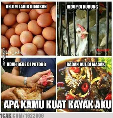 28 Meme hewan ngomong © 2016 brilio.net