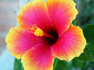 bunga makan © 2016 brilio.net bunga makan © 2016 brilio.net