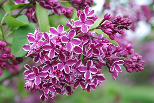 bunga makan © 2016 brilio.net bunga makan © 2016 brilio.net