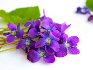 bunga makan © 2016 brilio.net bunga makan © 2016 brilio.net