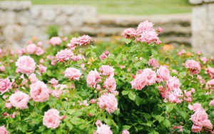 bunga makan © 2016 brilio.net bunga makan © 2016 brilio.net