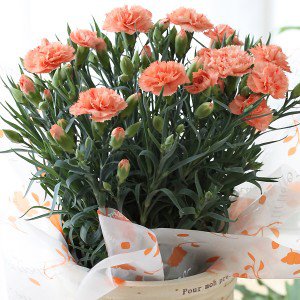 bunga makan © 2016 brilio.net bunga makan © 2016 brilio.net