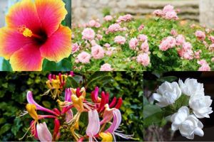 Siapa sangka 10 bunga ini ternyata bisa kamu makan, mau coba nggak?