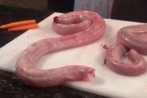 Ular tak berkepala yang siap dimasak ini 'menyerang' sang koki, ngeri!
