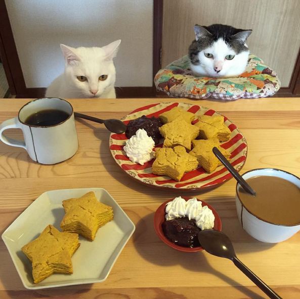 kucing kuliner Jepang © 2016 brilio.net