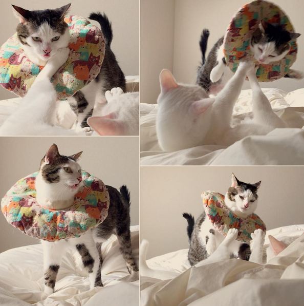 kucing kuliner Jepang © 2016 brilio.net