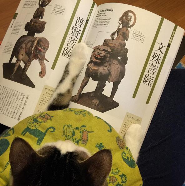 kucing kuliner Jepang © 2016 brilio.net