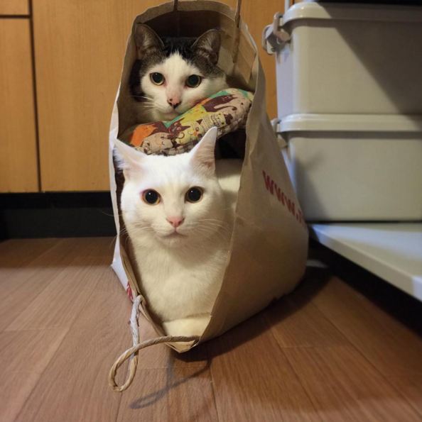 kucing kuliner Jepang © 2016 brilio.net