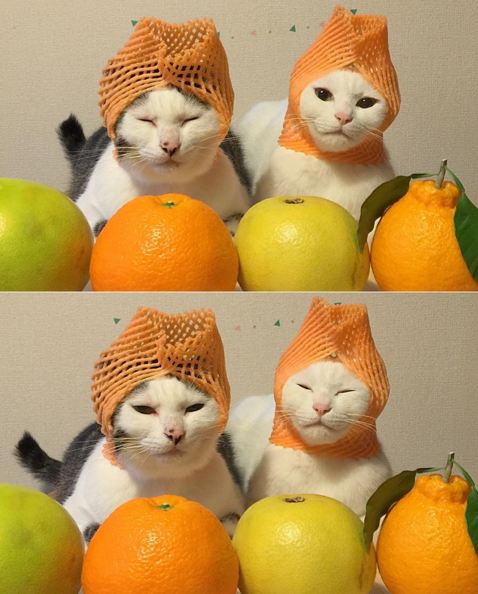 kucing kuliner Jepang © 2016 brilio.net