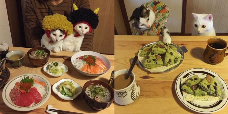 Ada yang unik dari kelakuan 2 kucing ini, perhatikan kamu akan gemas!