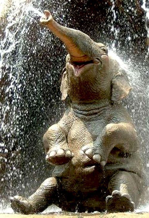 15 Foto lucu kelakuan bayi gajah ini bikin harimu cerah ceria, gemas!