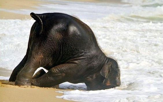 15 Foto lucu kelakuan bayi gajah ini bikin harimu cerah ceria, gemas!