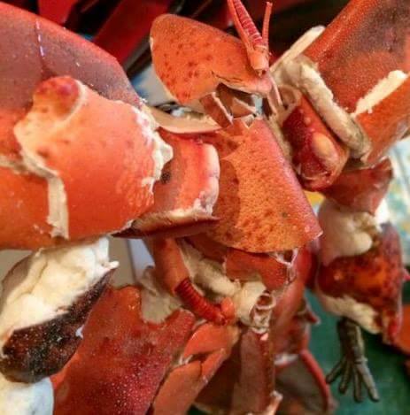 Kepiting Gundam © 2016 brilio.net