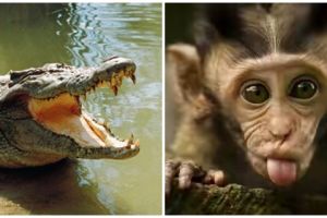 Kasihan hewan-hewan ini, kerap korban kekesalan manusia, duh!