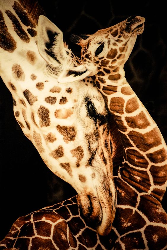 Jerapan Cium © 2016 brilio.net