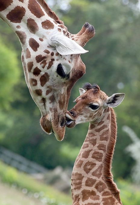 Jerapan Cium © 2016 brilio.net