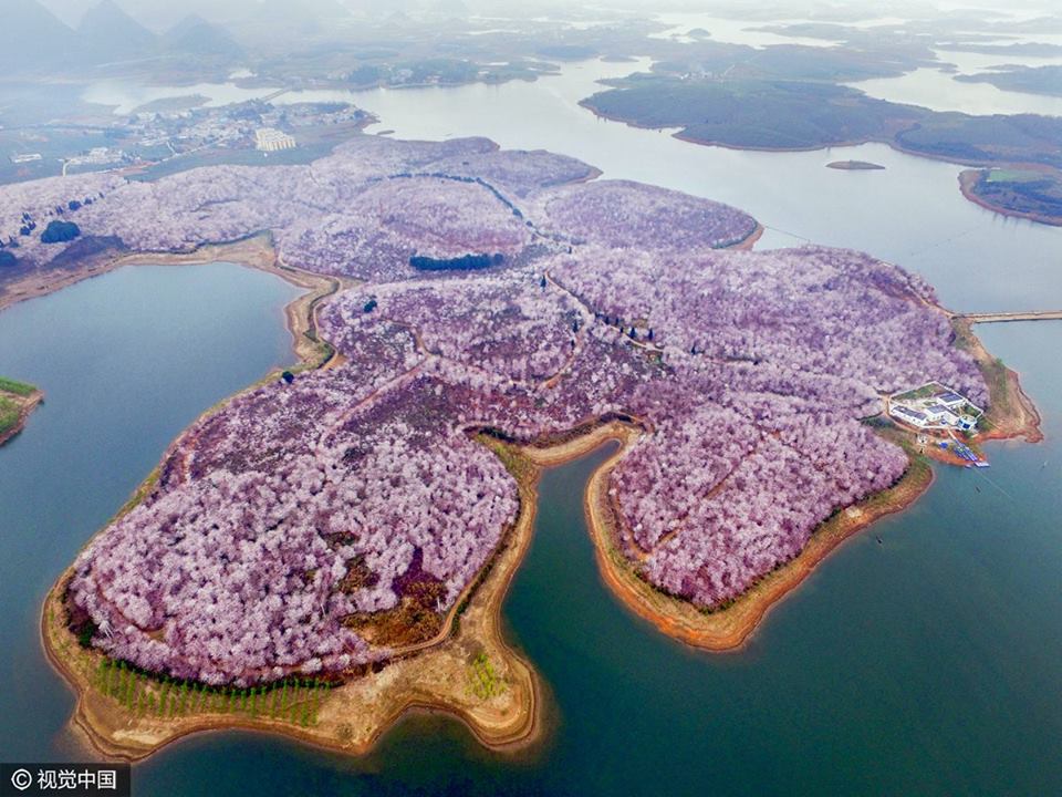 peach blossoms © 2016 brilio.net