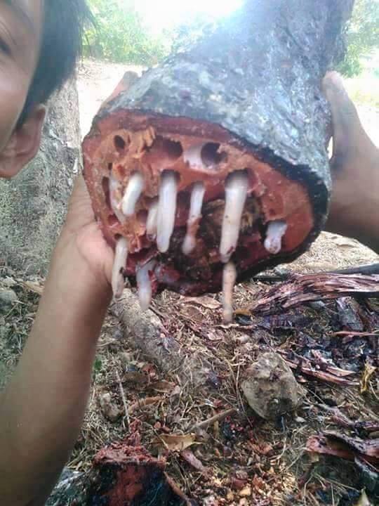 makanan ingus © 2016 brilio.net