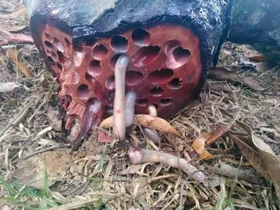 makanan ingus © 2016 brilio.net