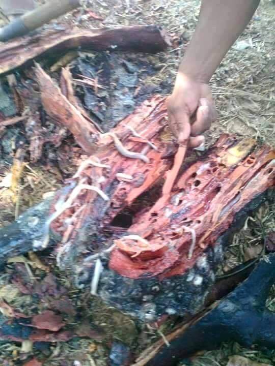 makanan ingus © 2016 brilio.net