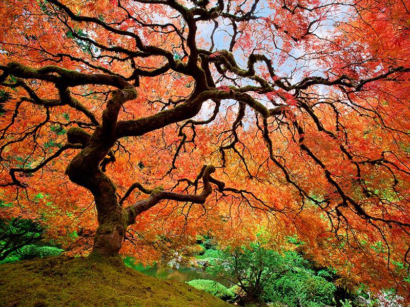 31 Pemandangan hutan & pohon saat bergantian musim, Seme
