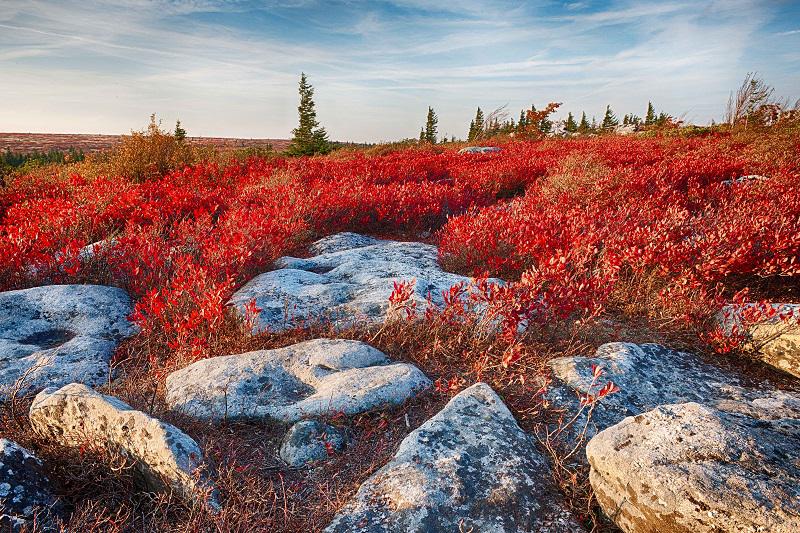 Bungaku © 2016 brilio.net