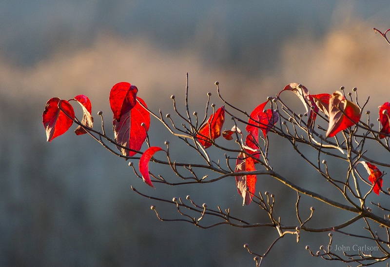 Bungaku © 2016 brilio.net