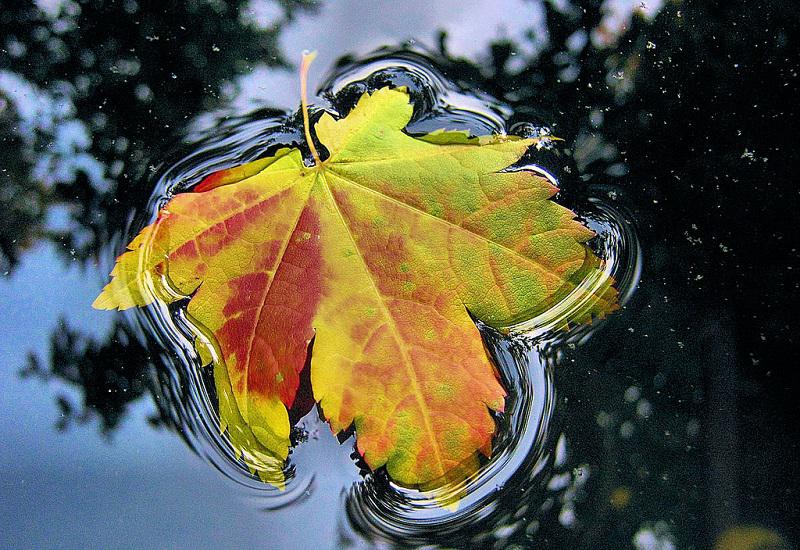 Bungaku © 2016 brilio.net