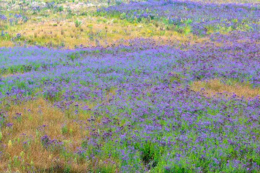 Bungaku © 2016 brilio.net