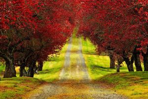 31 Pemandangan hutan & pohon saat bergantian musim,  Semeru juga ada..