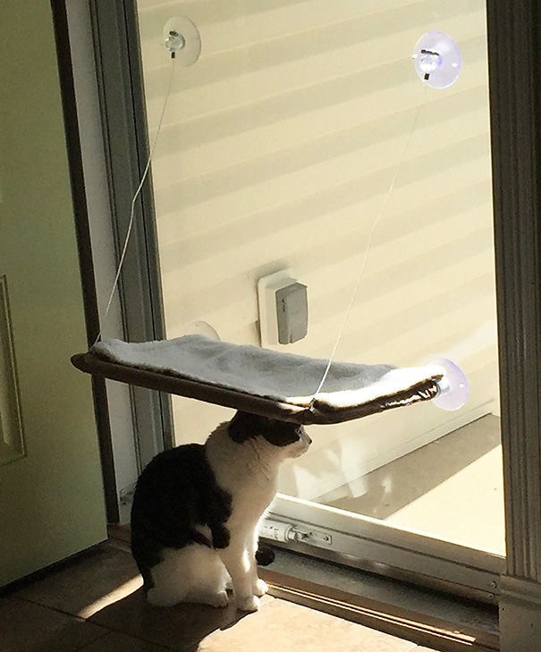 kucing gagal  © 2016 brilio.net