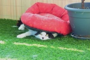 15 Foto kucing gagal paham dengan barang-barang ini, bikin gemes deh!