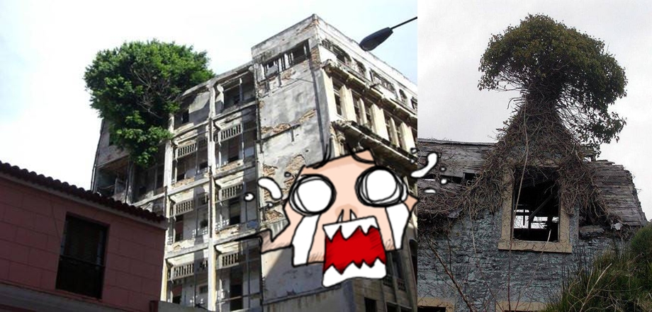 13 Pohon yang hidup di tempat tak biasa ini bikin melongo, ajaib!