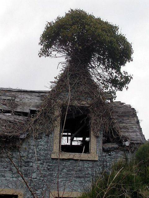 pohon tak biasa  Ranker pohon tak biasa  Ranker