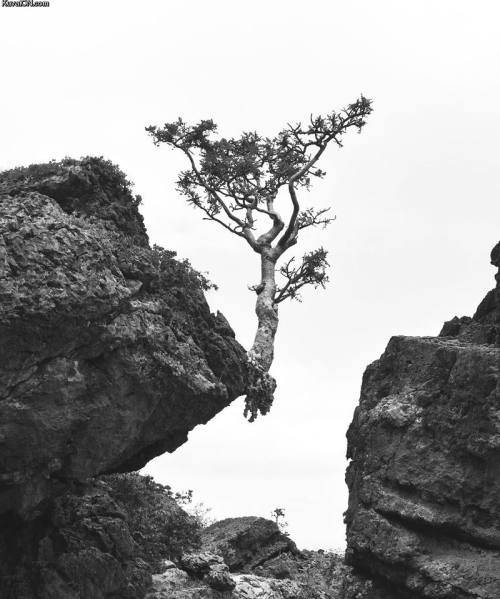 pohon tak biasa  Ranker pohon tak biasa  Ranker