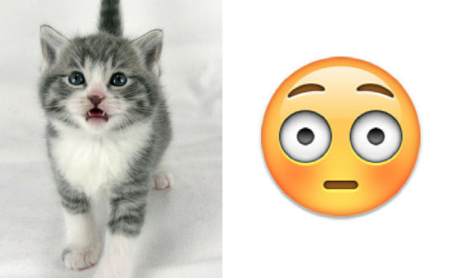 12 Ekspresi kucing mirip dengan emoji, duh bikin makin gemas deh!