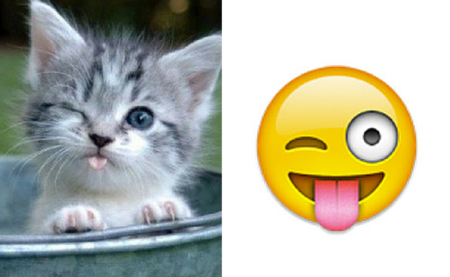 12 Ekspresi kucing mirip dengan emoji, duh bikin makin gemas deh!