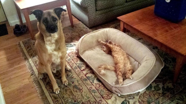 20 Foto Ini Bukti Jika Anjing Ternyata Tunduk Pada Kucing Masa I