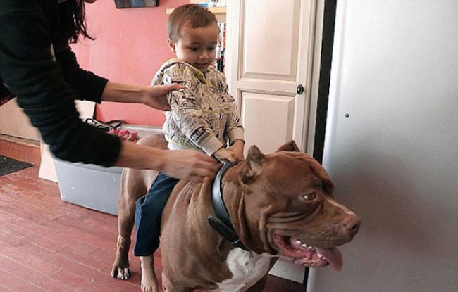 Kenalan sama Hulk, pit bull terbesar sekaligus paling manis di dunia!