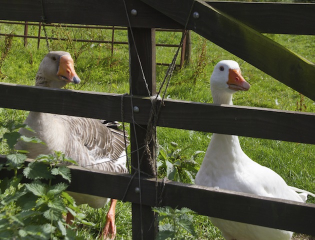 hewan job  © 2016 brilio.net hewan job  © 2016 brilio.net