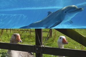 7 Hewan ini punya kemampuan luar biasa, bisa jaga instalasi militer!