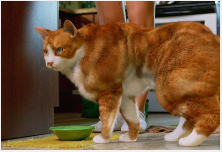 14 hewan kekar  © 2016 brilio.net 14 hewan kekar  © 2016 brilio.net