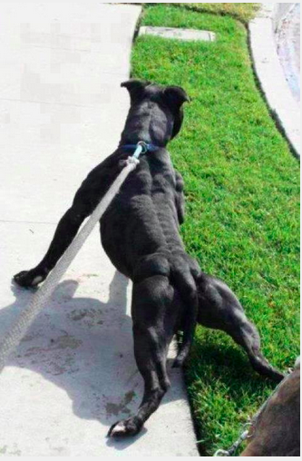 14 hewan kekar  © 2016 brilio.net 14 hewan kekar  © 2016 brilio.net