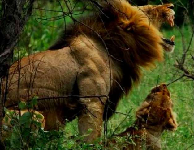 14 hewan kekar  © 2016 brilio.net 14 hewan kekar  © 2016 brilio.net