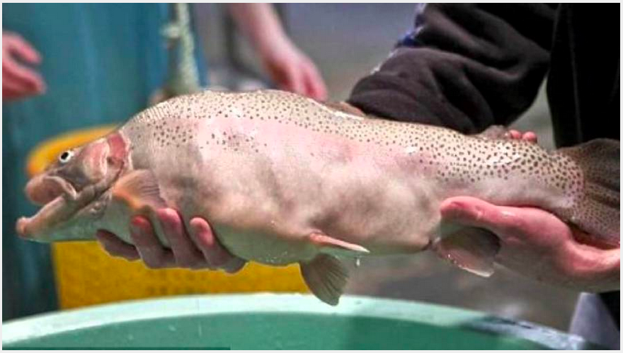 14 hewan kekar  © 2016 brilio.net 14 hewan kekar  © 2016 brilio.net