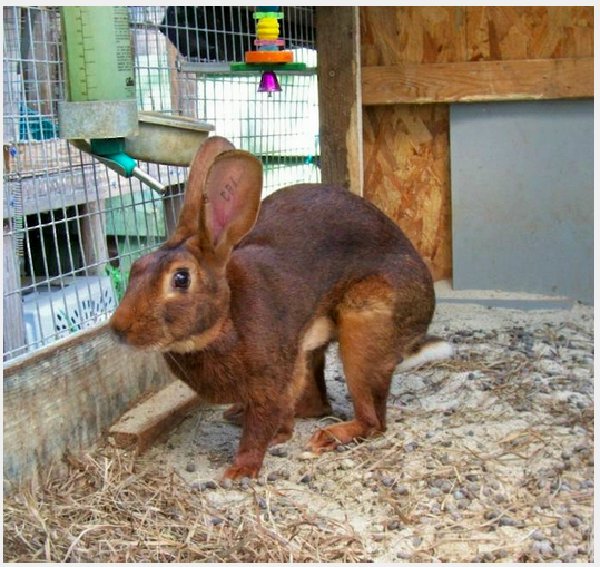 14 hewan kekar  © 2016 brilio.net 14 hewan kekar  © 2016 brilio.net