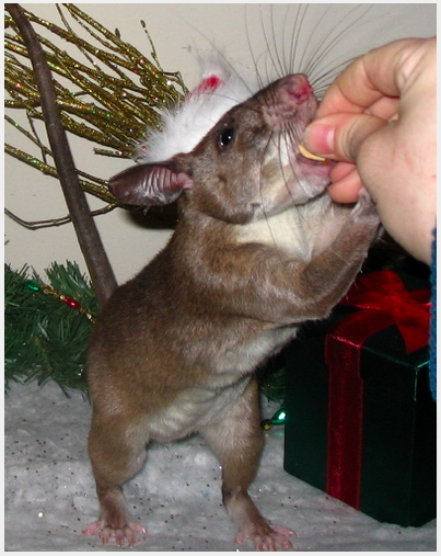 14 hewan kekar  © 2016 brilio.net 14 hewan kekar  © 2016 brilio.net