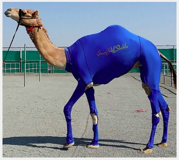 14 hewan kekar  © 2016 brilio.net 14 hewan kekar  © 2016 brilio.net